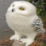 image of bird