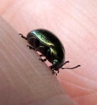image of leaf_beetle