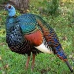 image of ocellated_turkey #9