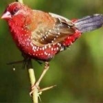 image of strawberry_finch #0