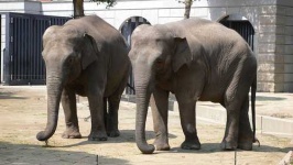 image of indian_elephant