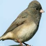 image of bird