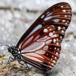 image of animal