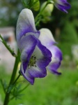 image of flower