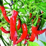 image of fruit_and_vegetable