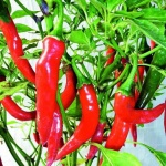 image of chilli #20