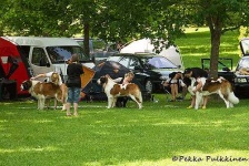 image of saint_bernard