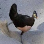 image of bird