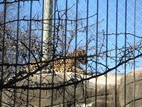 image of jaguar