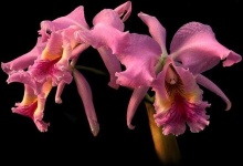 image of flower