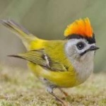 image of bird
