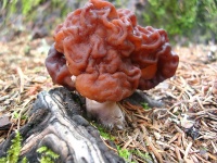 image of gyromitra