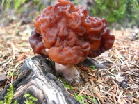 image of gyromitra #32