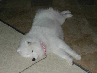 image of samoyed