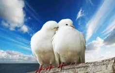 image of dove