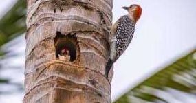 image of woodpecker #17