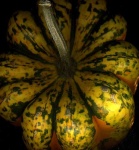 image of acorn_squash #33