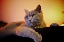 image of british_shorthair #20