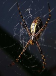 image of spider_web