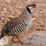 image of bird