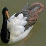image of bird