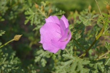 image of pelargonium #31