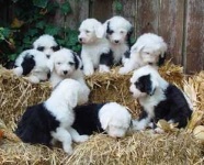 image of old_english_sheepdog