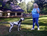 image of dalmatian