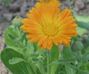 image of flower
