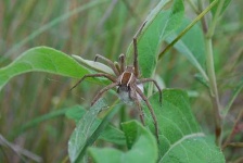 image of wolf_spider