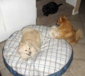 image of pomeranian