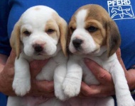 image of beagle