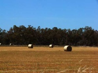 image of hay