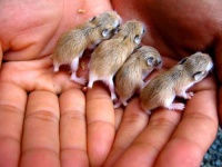 image of hamster