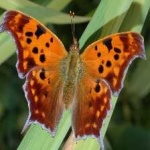 image of animal