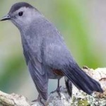image of bird