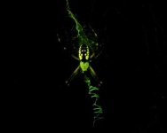 image of black_and_gold_garden_spider