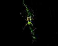 image of black_and_gold_garden_spider #15