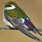 image of bird