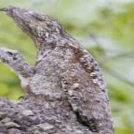 image of bird