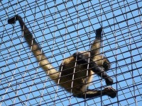 image of spider_monkey #18