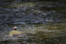 image of water_ouzel