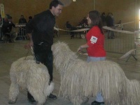 image of komondor