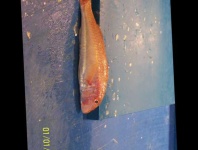 image of striped_red_mullet #32
