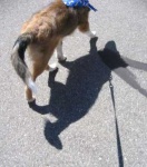image of coyote