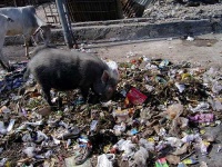 image of wild_boar