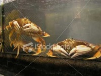 image of dungeness_crab