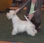 image of sealyham_terrier #6