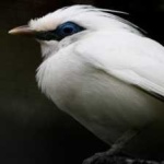 image of bali_starling #5