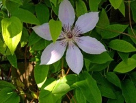 image of clematis #28